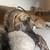Dogwalker/Overnight Housesitting - Beloved dog & cat whisperer, is me! 8 thumbnail