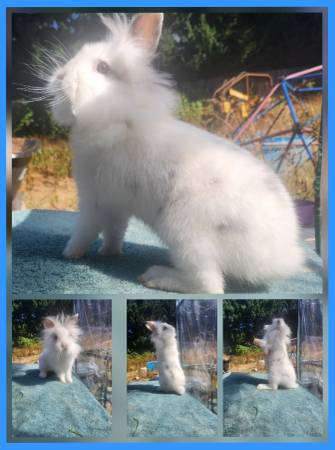 Lionhead Rabbits/Bunnies 1