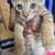 FREE KITTENS!!!! 1 thumbnail