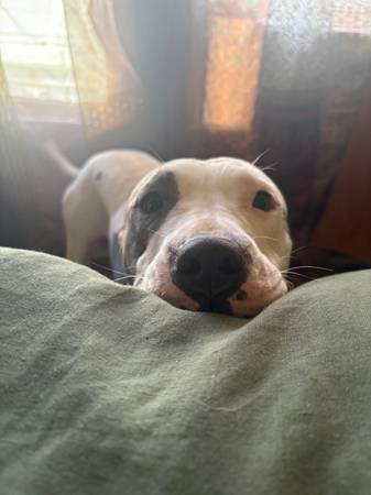 ~HONEY~ needs a forever home!! (Long Beach)63877736218753122