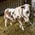 Beautiful Sweet Ewes for sale!! 15 thumbnail
