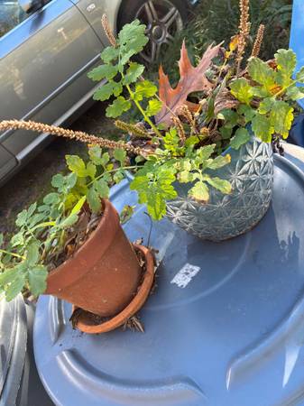 FREE FLOWER POTS AT CURB FOR EASY PICKUP ON COLUMBUS ST NEW WINDSOR 1