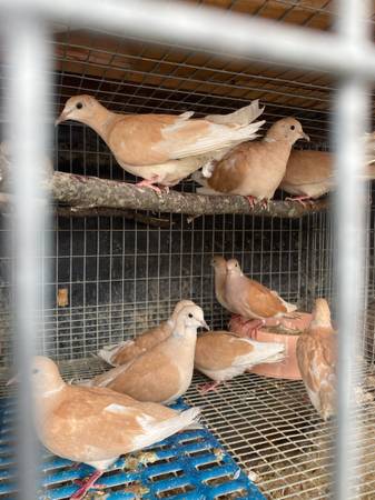 Ring neck dove 1