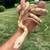 Retic 1 thumbnail