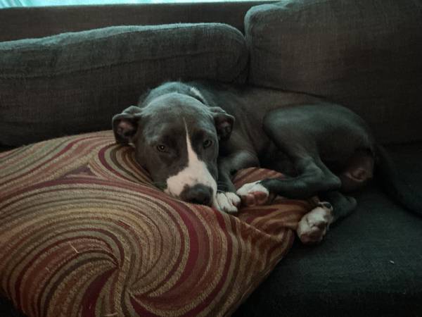 Needing home 1
