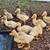 Ducklings (Mixed run) 1 thumbnail