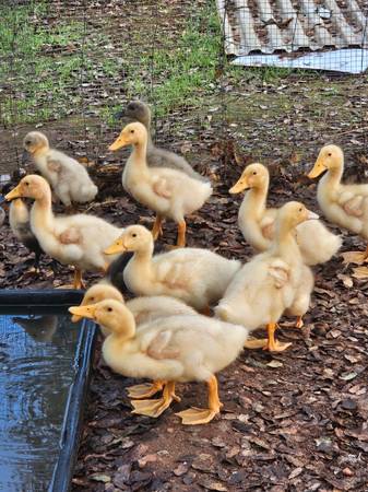 Ducklings (Mixed run) 1