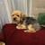 Missing  Male Yorkie 1 thumbnail