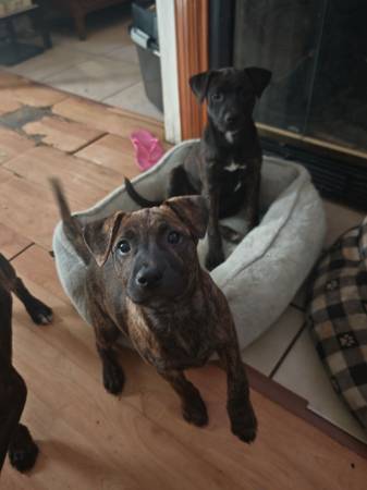 Cachorros que necesitan hogar (Downey)63829967949699120