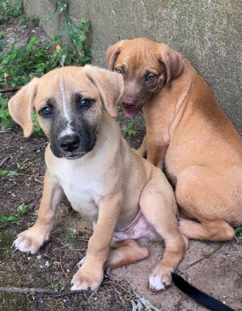 Cachorros Labradores (Bristow)63377407991937121