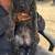 cane corso 7 thumbnail