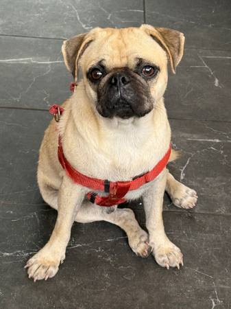 Pug macho (Fort McCoy)63899301596290120