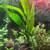 Java fern - $10 - aquatic plants 1 thumbnail