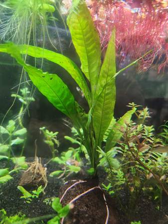 Java fern - $10 - aquatic plants 1