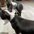 Boston terriers 3 thumbnail