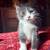 Kittens bottle fed friendly 4 thumbnail