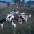 Goats mix 14 thumbnail