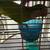 2 Quakers Parrot bird 1 thumbnail