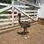 Emu Chicks For Sale In Pennsylvania 1 thumbnail