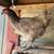 Pullets 6 thumbnail