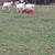 Katahdin Sheep 5 thumbnail