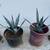RARE AGAVE TEQUILANA BLUE WEBER AGAVE AZUL 10 thumbnail