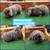 Mini Lop Rabbits 7 thumbnail