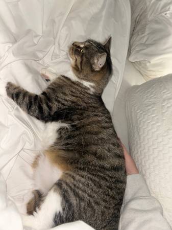 Rehoming Mira the cat (Lincoln)63857444572675122