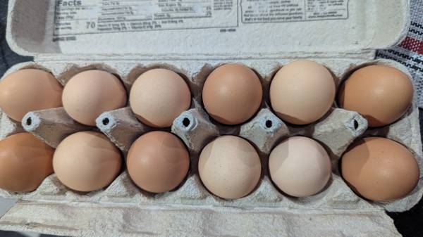 chicken eggs 1