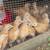 Buff Orpington Chicks 3 thumbnail