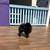 Teddy bear Pomeranian 2 thumbnail