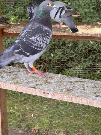 Pigeons 1