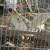 Gamefowl gallos pullets 1 thumbnail