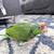 Amazon Parrot 4 thumbnail