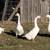 White Chinese Geese 1 thumbnail