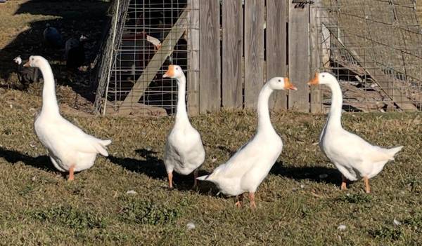 White Chinese Geese 1