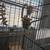 Parakeets 2 thumbnail