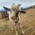 GOATS FOR SALE 1 thumbnail