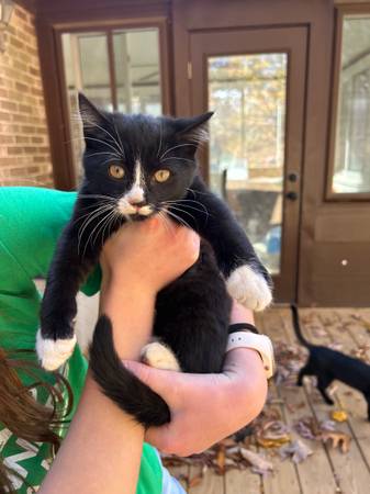 Black and White Kitten 1