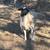 Sheep 2 thumbnail