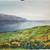 FINE ART FOR YOUR HOME, “Original Watercolors” - Local Artist 17 thumbnail