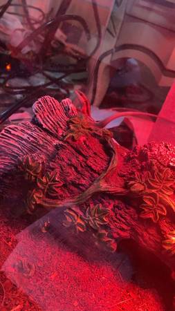 Five line skink (Dunbar)63882391675393120