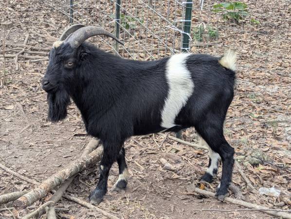 Mini Lamancha Buck 1