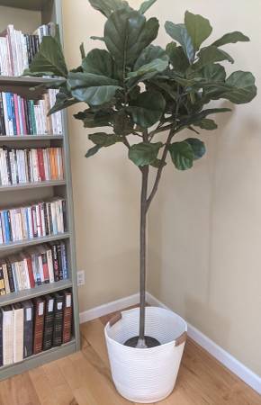 Árbol de higuera artificial, se ve real - $90 (alameda)63470437142659124
