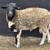 Sheep Lambs 1 thumbnail