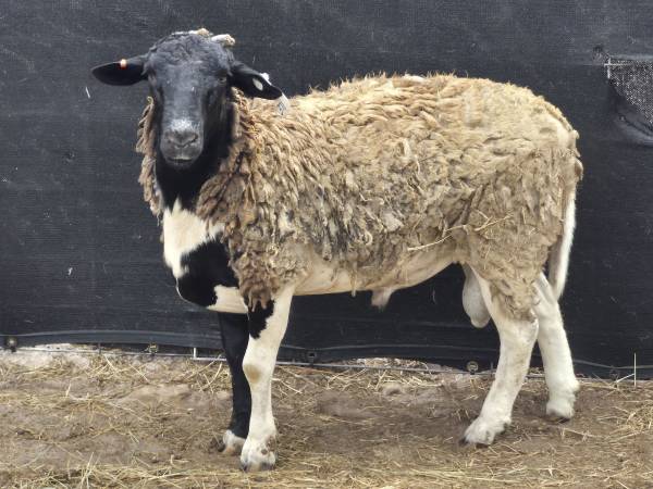Sheep Lambs 1