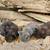 Kittens 3 thumbnail