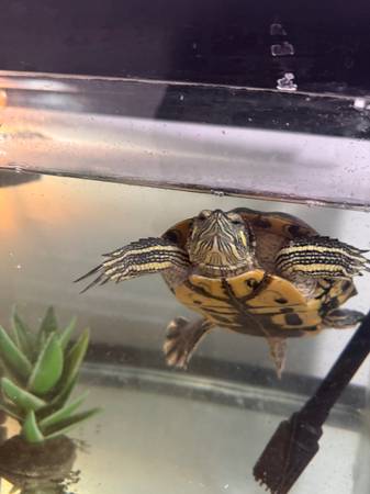 Adoptable Male Red Eared Slider - NO REHOME FEE64047263225857120