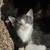 Free kittens 13 thumbnail