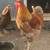 Rooster 2 thumbnail
